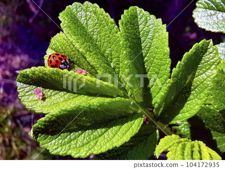macro micro world 004 104172935