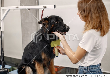 Big black dog getting procedure at the groomer salon. Young woman in white t-shirt combing a dog. Dog is tied on a blue table. 104173149