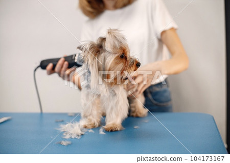 Yorkshire terrier getting procedure at the groomer salon. Young woman in white t-shirt trimming a little dog. Yorkshire terrier puppy getting haircut with a shaving machine. 104173167