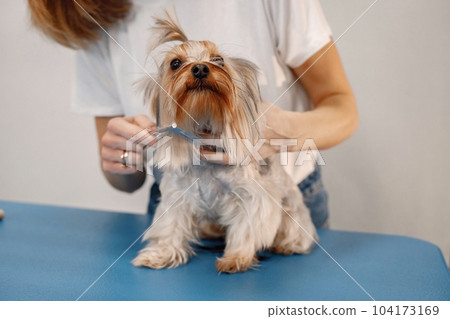 Yorkshire terrier getting procedure at the groomer salon. Young woman in white t-shirt combing a little dog. Yorkshire terrier puppy on a blue table. 104173169
