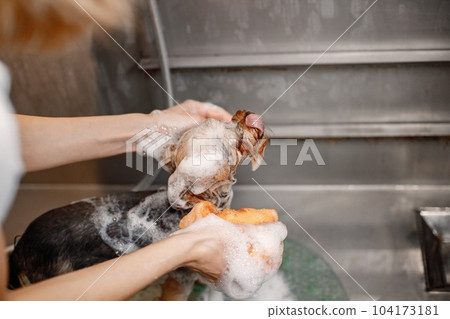Cropped photo of a little dog in a soap. Yorkshire terrier getting procedure at the groomer salon. Yorkshire terrier puppy is wet. Cropped photo of a little dog in a soap. Yorkshire terrier getting procedure at the groomer salon. Yorkshire terrier puppy is wet. 104173181