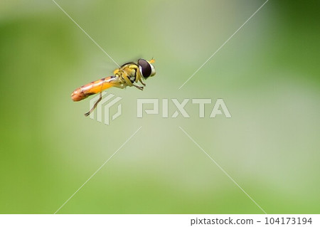 犀牛 hiratabu 104173194