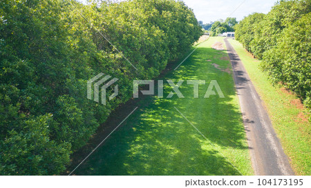 澳洲堅果樹 104173195