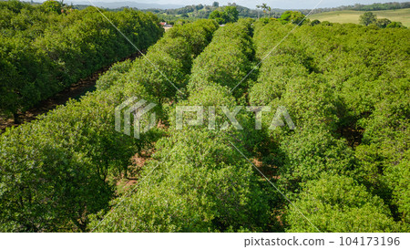 澳洲堅果樹 104173196