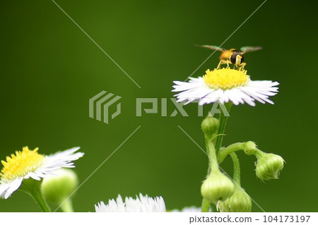 犀牛 hiratabu 犀牛 hiratabu 104173197