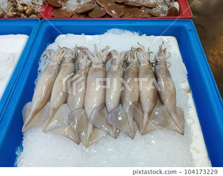 Squids on ice in box. 104173229