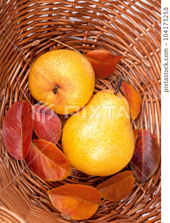 Harvesting. Fresh ripe pears with leaves stacked in a wicker basket 104173258