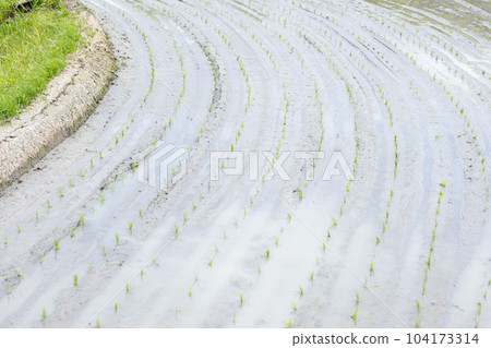 Beautifully planted rice fields 104173314