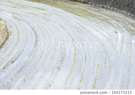 種植精美的稻田 104173315