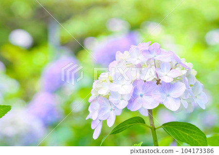 花園裡盛開的給人清爽印象的繡球花 花園裡盛開的給人清爽印象的繡球花 104173386