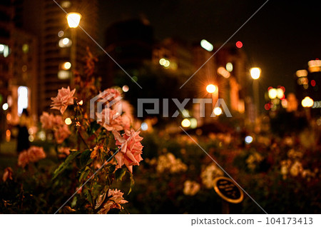[Osaka] Nakanoshima Rose Garden bloomed beautifully in the midst of urban buildings. 104173413