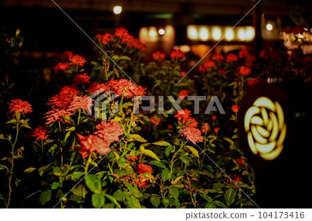 [Osaka] Nakanoshima Rose Garden bloomed beautifully in the midst of urban buildings. 104173416