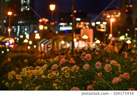 [Osaka] Nakanoshima Rose Garden bloomed beautifully in the midst of urban buildings. 104173434