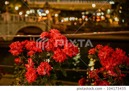 [Osaka] Nakanoshima Rose Garden bloomed beautifully in the midst of urban buildings. 104173435