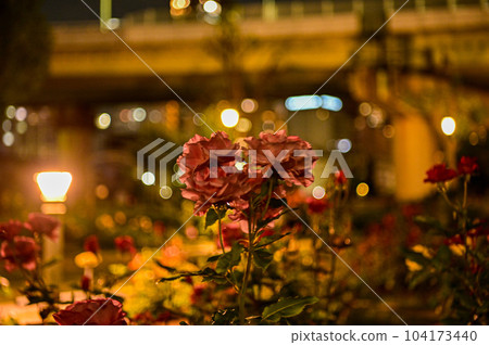 [Osaka] Nakanoshima Rose Garden bloomed beautifully in the midst of urban buildings. 104173440