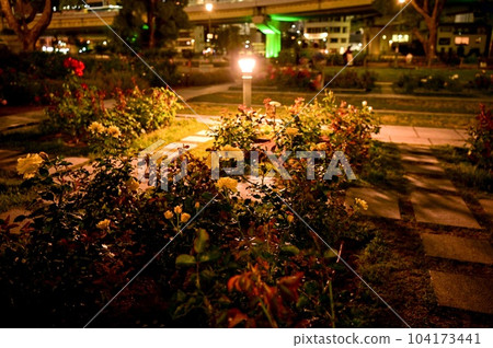 [Osaka] Nakanoshima Rose Garden bloomed beautifully in the midst of urban buildings. 104173441