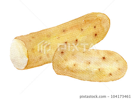 水彩插圖，手繪插圖，山藥 104173461