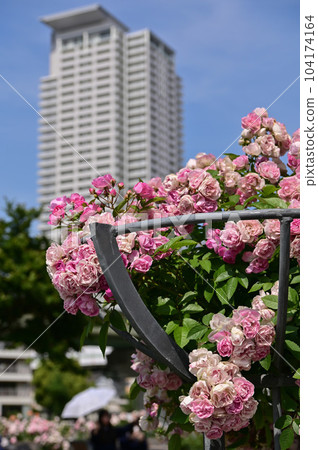 【大阪】中之島玫瑰園美麗地倒映在藍天的城市建築之中。 【大阪】中之島玫瑰園美麗地倒映在藍天的城市建築之中。 104174164
