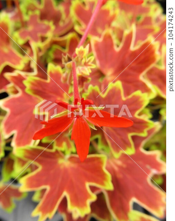 Momiji birgerium 104174243