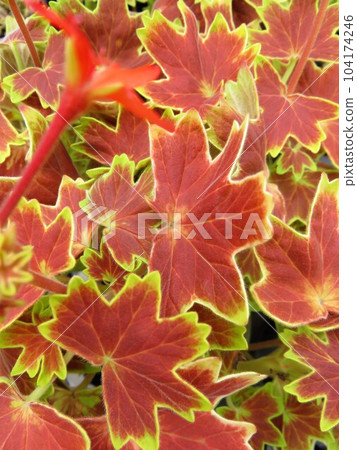 Momiji birgerium Momiji birgerium 104174246