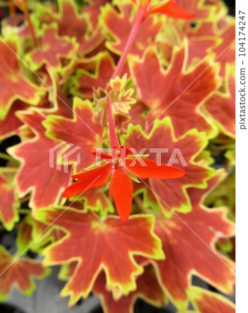 Momiji birgerium Momiji birgerium 104174247