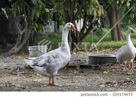 gray goose walking in farm at thailand gray goose walking in farm at thailand 104174655