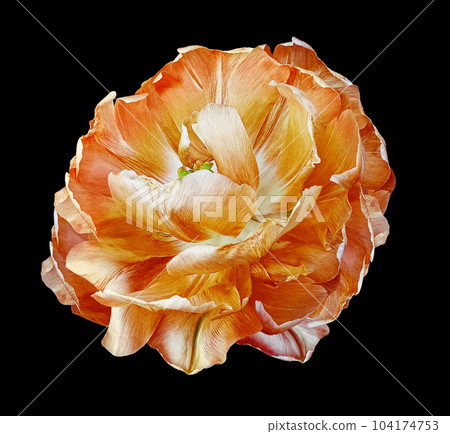 Red-yellow tulip flower  on black isolated background with clipping path. Closeup. For design. Nature. 104174753