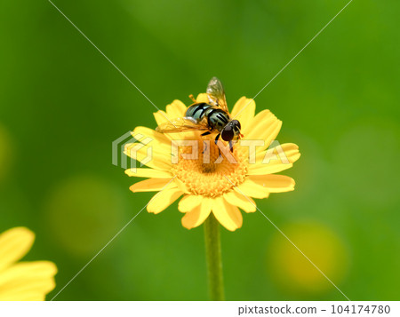 Ruri Hanaab 104174780