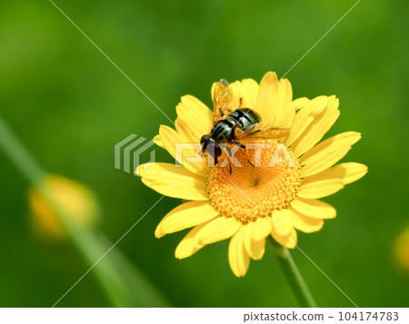 Ruri Hanaab 104174783