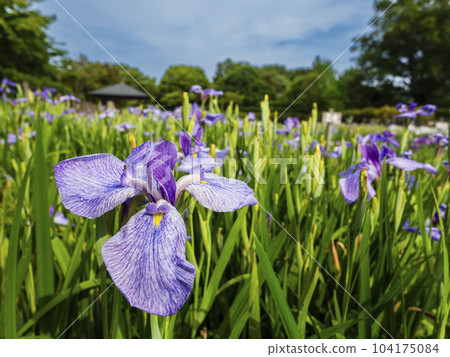 紫色鳶尾花盛開的公園 104175084