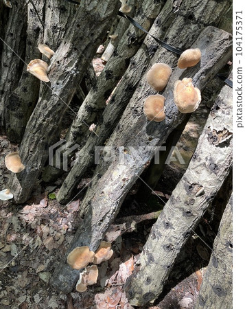 Mushroom hunting Mushroom hunting 104175371
