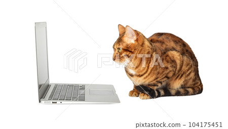 Side view of a ginger bengal cat looking at a laptop screen Side view of a ginger bengal cat looking at a laptop screen 104175451