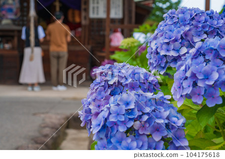 Shokaiji Temple, Hydrangea in full bloom <Inazawa City, Aichi Prefecture> Shokaiji Temple, Hydrangea in full bloom <Inazawa City, Aichi Prefecture> 104175618