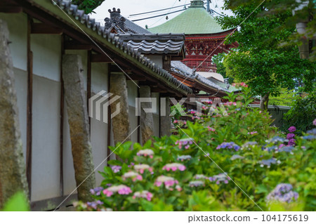 Shokaiji Temple, Hydrangea in full bloom <Inazawa City, Aichi Prefecture> 104175619