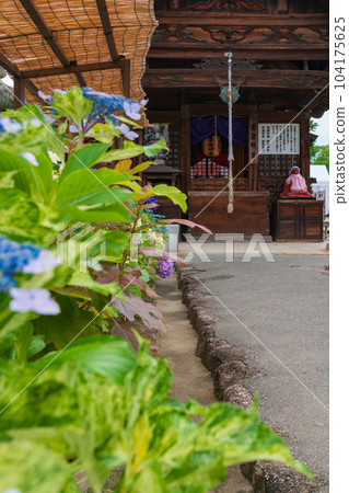 正開寺，繡球花盛開<愛知縣稻澤市> 104175625