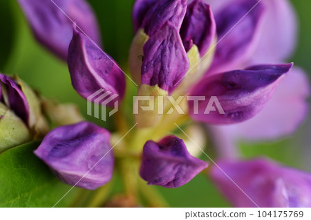beautiful lilac rhododendron buds blossom . extreme  macro shot. art shot with selective focus and blurs 104175769