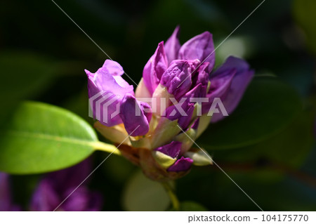 beautiful lilac rhododendron buds blossom with sun ray. extreme macro shot. art shot with selective focus and blurs beautiful lilac rhododendron buds blossom with sun ray. extreme macro shot. art shot with selective focus and blurs 104175770