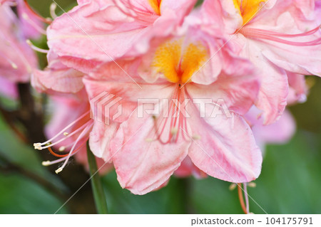 splendid pink-peach  azalea blossom. extreme  macro shot 104175791