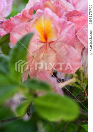 splendid pink-peach  azalea blossom with leaves. extreme  macro shot 104175792