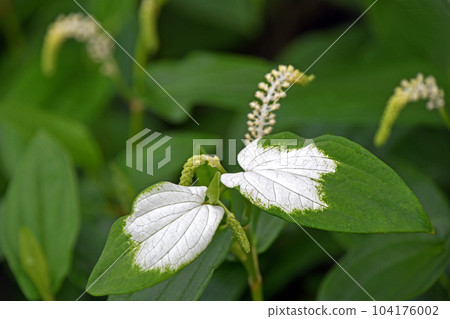 雨季綻放的寒閣壽白葉白花 雨季綻放的寒閣壽白葉白花 104176002