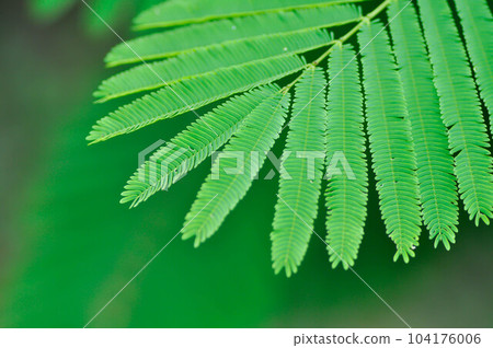 Acacia pennata, Tropical Acacia plant 104176006