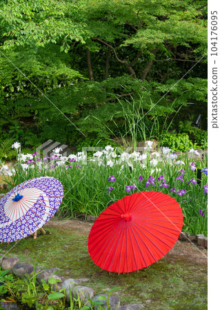 Tokugawaen, irises and Japanese umbrellas in full bloom <Nagoya City, Aichi Prefecture> 104176095