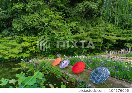 Tokugawaen, irises and Japanese umbrellas in full bloom <Nagoya City, Aichi Prefecture> 104176096