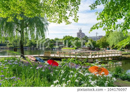Tokugawaen, irises and Japanese umbrellas in full bloom <Nagoya City, Aichi Prefecture> 104176097