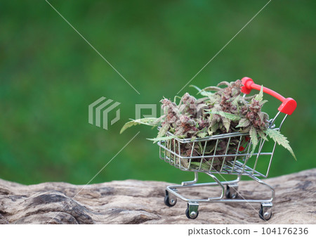 flowering cannabis plant in trolley flowering cannabis plant in trolley 104176236