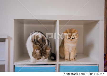 gold british cat kitten and brown tabby scottish cat playing and having fun in living room gold british cat kitten and brown tabby scottish cat playing and having fun in living room 104176444