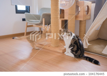 gold british cat kitten and brown tabby scottish cat playing and having fun in living room gold british cat kitten and brown tabby scottish cat playing and having fun in living room 104176445