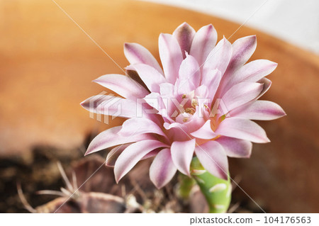 Detail of pink flower 104176563