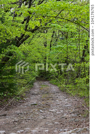 Fresh green tunnel 104176765