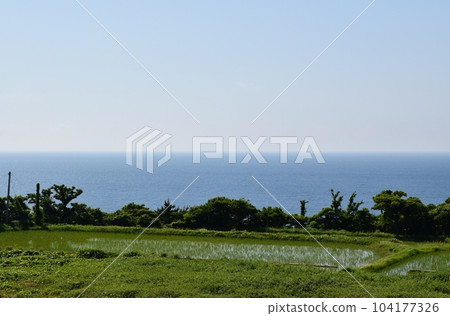 新潟六月佐渡的稻田 104177326
